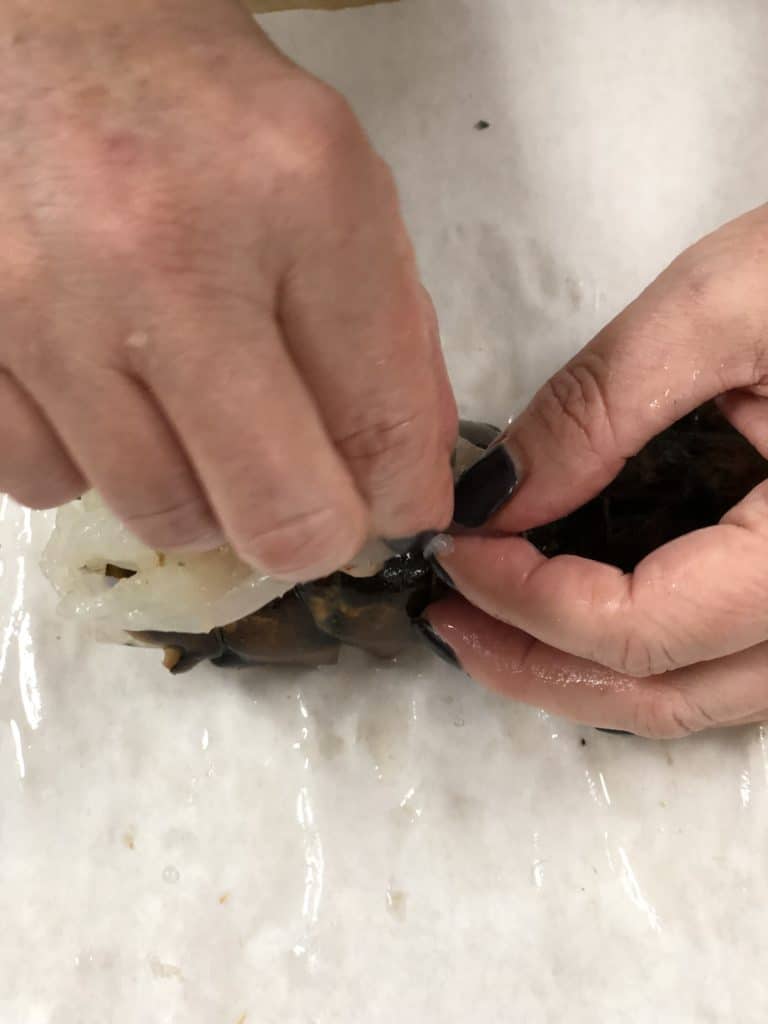 Pulling lobster tail meat out of its shell
