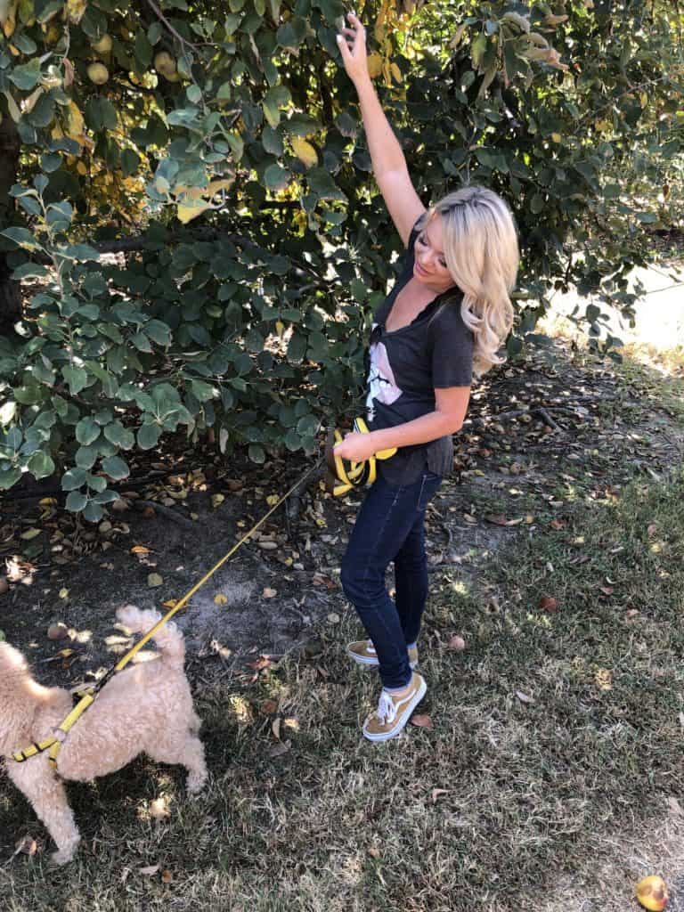 me picking apples with my goldendoodle