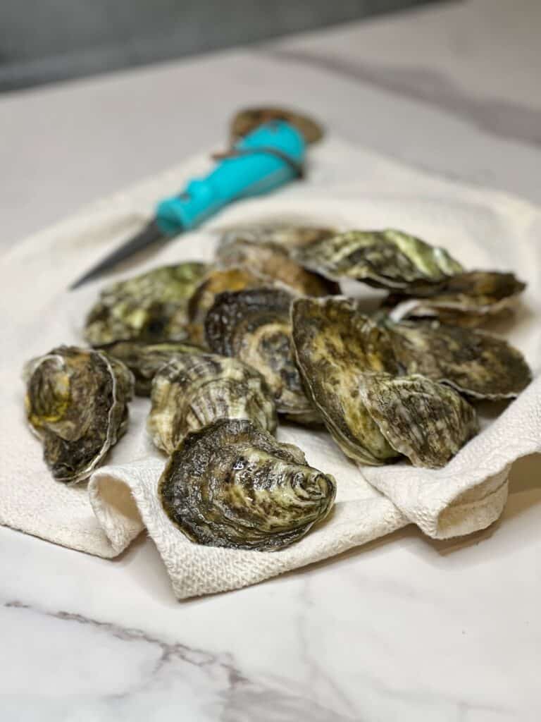 Fourteen raw oysters in their shell sitting on an ivory kitchen towel with a blue oyster shucking knife in the background.